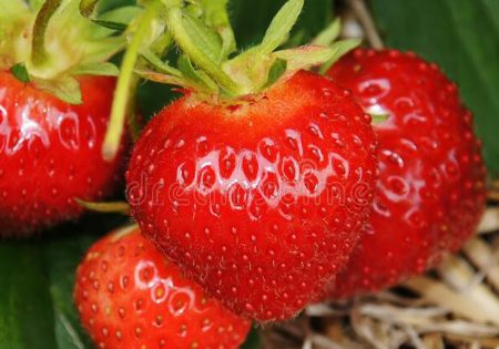 Palmary-fraise-image2